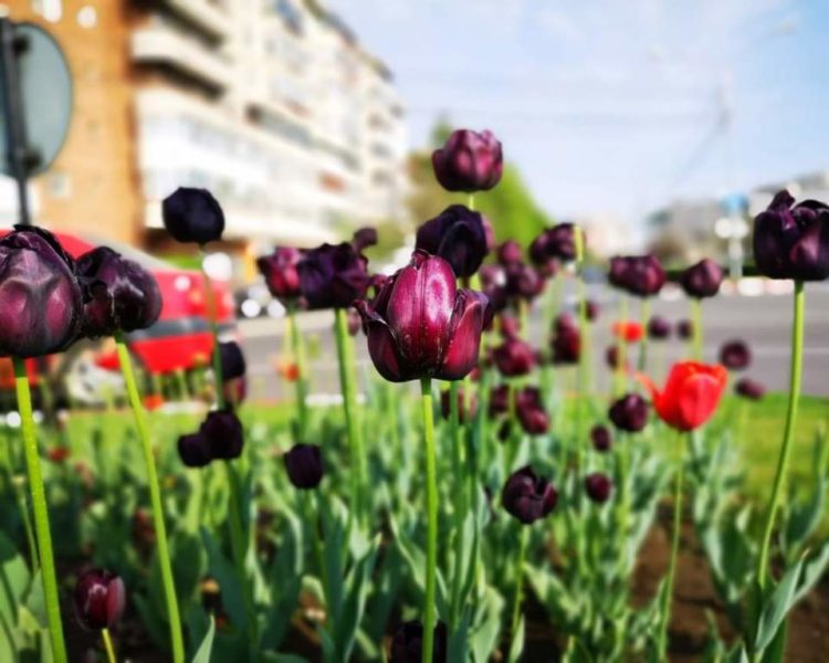 Parc de 50.000 de mp la Târgoviște!