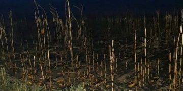 Incendiu într-un lan de porumb!