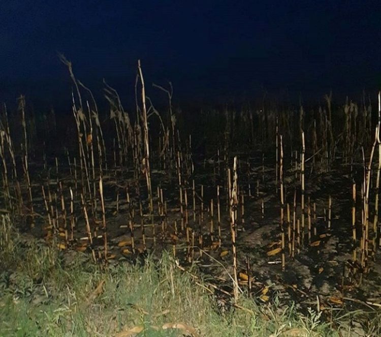 Incendiu într-un lan de porumb!