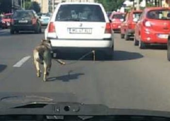 Un bărbat din Fieni a fost identificat de polițiști după ce și-a  transportat câinele legat de mașină!