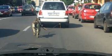 Un bărbat din Fieni a fost identificat de polițiști după ce și-a transportat câinele legat de mașină!
