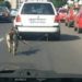Un bărbat din Fieni a fost identificat de polițiști după ce și-a  transportat câinele legat de mașină!
