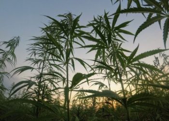 Cantitate impresionantă de cannabis găsită în Dâmbovița!