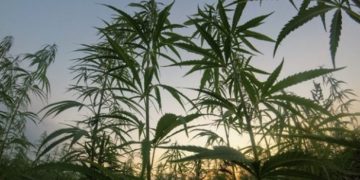 Cantitate impresionantă de cannabis găsită în Dâmbovița!