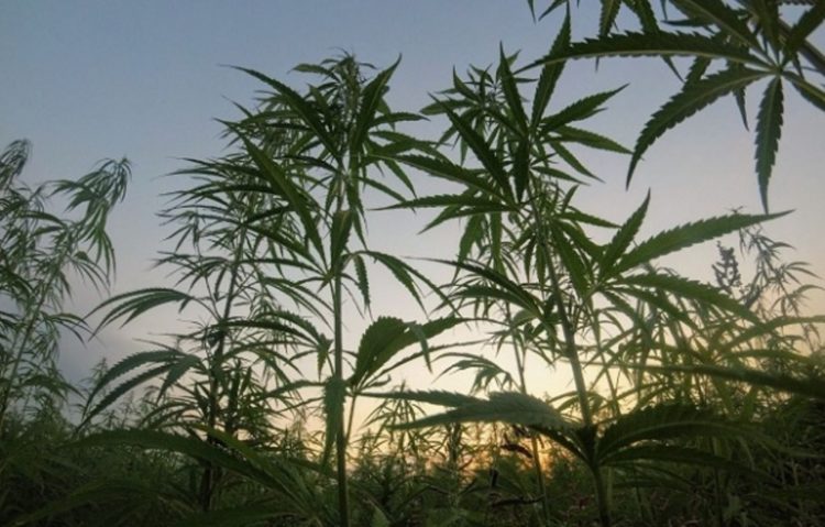 Cantitate impresionantă de cannabis găsită în Dâmbovița!