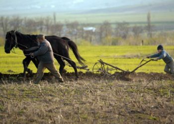 15 septembrie este termenul limită pentru solicitarea ajutorului de stat pentru culturile afectate de secetă!