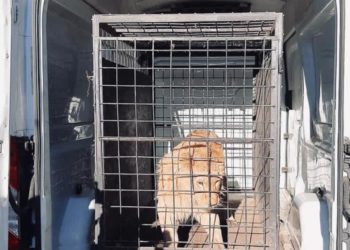 Leul rănit din celebrul videoclip a fost găsit în Dâmboviţa!