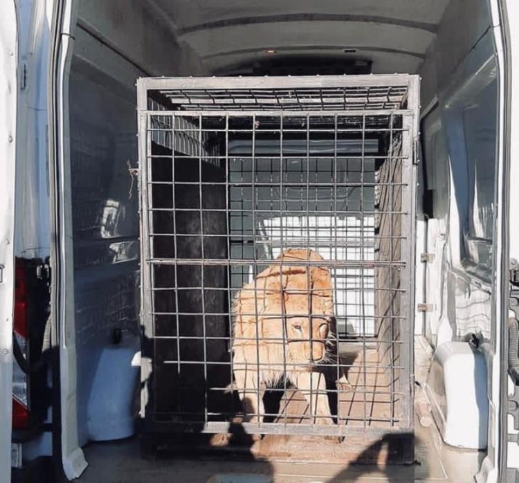 Leul rănit din celebrul videoclip a fost găsit în Dâmboviţa!