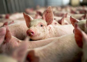 Focar de pestă porcină în două gospodării dâmbovițene!