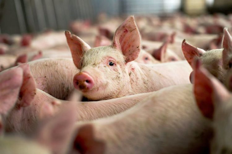 Focar de pestă porcină în două gospodării dâmbovițene!