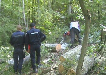 Bărbați sancționați pentru ilegalități în domeniul silviculturii!