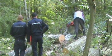 Bărbați sancționați pentru ilegalități în domeniul silviculturii!