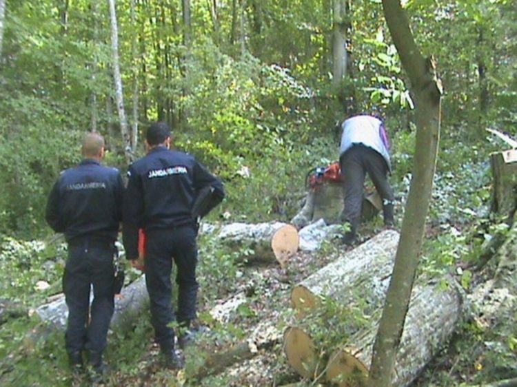 Bărbați sancționați pentru ilegalități în domeniul silviculturii!