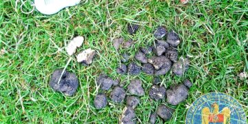 Tânăr prins de jandarmi în timp ce recolta trufe în mod ilegal