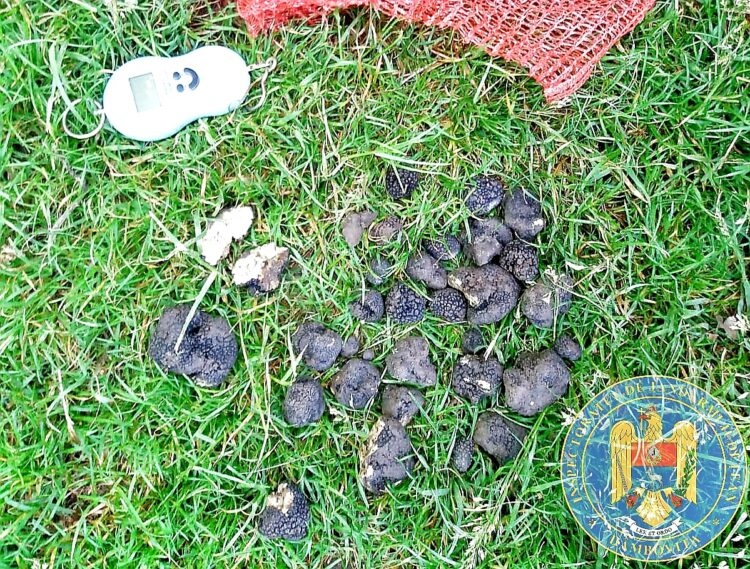 Tânăr prins de jandarmi în timp ce recolta trufe în mod ilegal