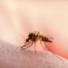 PRIMĂRIA BUTIMANU IA MĂSURI DUPĂ  CONFIRMAREA CU VIRUSUL WEST NILE DE LA CREVEDIA