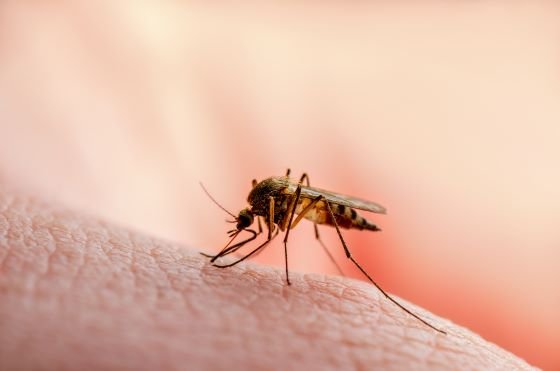 PRIMĂRIA BUTIMANU IA MĂSURI DUPĂ  CONFIRMAREA CU VIRUSUL WEST NILE DE LA CREVEDIA