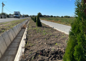 Mai mulți arbuști ornamentali plantați de Primăria Poiana au fost furați