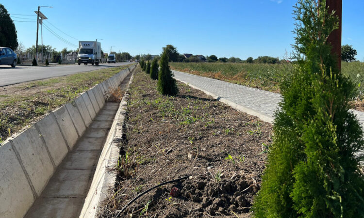 Mai mulți arbuști ornamentali plantați de Primăria Poiana au fost furați