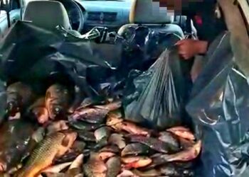 Peste 160 kg de pește, confiscate de către jandarmii dâmbovițeni în târgul de la Băleni