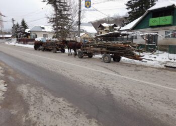 Doi bărbați din Glod au fost depistați în timp ce transportau material lemnos, fără a deține documente legale de proveniență