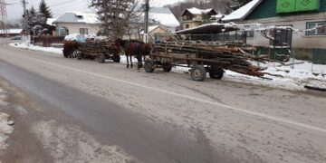 Doi bărbați din Glod au fost depistați în timp ce transportau material lemnos, fără a deține documente legale de proveniență