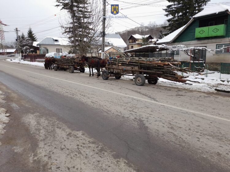 Doi bărbați din Glod au fost depistați în timp ce transportau material lemnos, fără a deține documente legale de proveniență