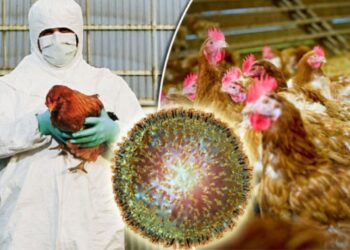 Vezi care sunt condițiile în care se pot comercializa păsări în contextul evoluției gripei aviare