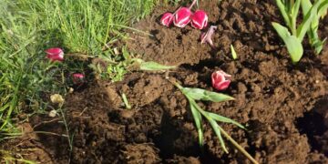 VIDEO – Șase indivizi din Răcari au furat sute de lalele de pe spațiile verzi din Târgoviște
