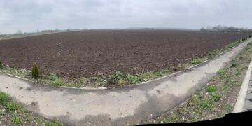 De neimaginat! În comuna Butimanu, hoții au furat brăduții abia plantați de primărie
