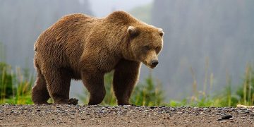 Un urs și-a făcut apariția în raza administrativă a UAT Băleni și a fondului de vânătoare nr. 27 Neagra!