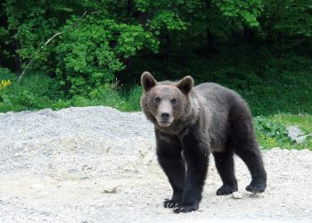 Un urs și-a făcut apariția în raza administrativă a UAT Vulcana-Pandele