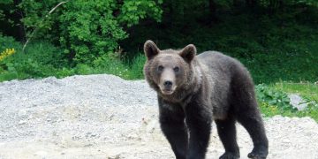 Un urs și-a făcut apariția în raza administrativă a UAT Vulcana-Pandele