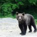 Un urs și-a făcut apariția în raza administrativă a UAT Vulcana-Pandele