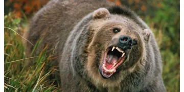 Interventie în cazul unei persoane atacată de un urs în localitatea Moroieni