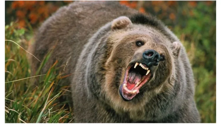 Interventie în cazul unei persoane atacată de un urs în localitatea Moroieni