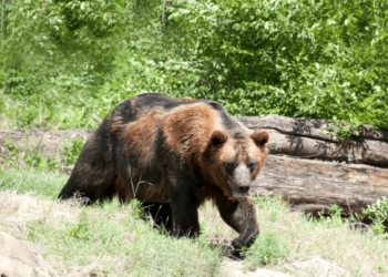 A fost semnalată prezenta unui animal sălbatic (urs) pe raza localității Moreni