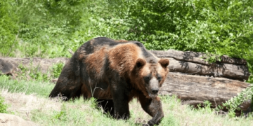 A fost semnalată prezenta unui animal sălbatic (urs) pe raza localității Moreni