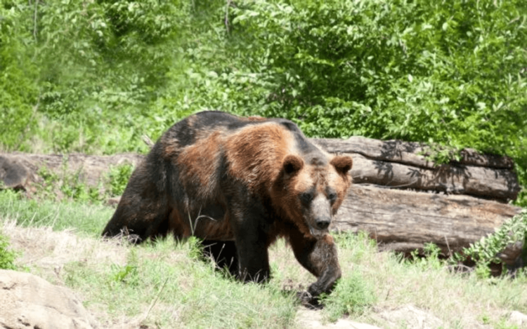 A fost semnalată prezenta unui animal sălbatic (urs) pe raza localității Moreni