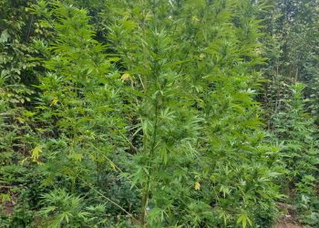 CULTURĂ OUTDOOR DE CANNABIS, DESCOPERITĂ DE POLIȚIȘTI ÎNTR-O PĂDURE DIN COMUNA OCNIȚA