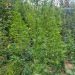 CULTURĂ OUTDOOR DE CANNABIS, DESCOPERITĂ DE POLIȚIȘTI ÎNTR-O PĂDURE DIN COMUNA OCNIȚA