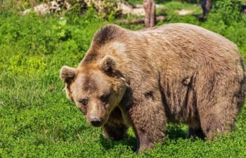 A fost semnalată prezența unui animal sălbatic (urs) pe raza localității Moreni