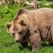 A fost semnalată prezența unui animal sălbatic (urs) pe raza localității Moreni