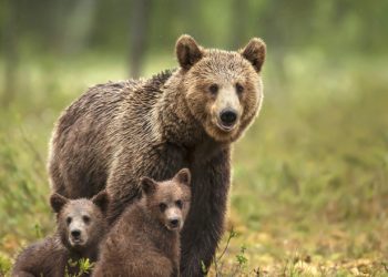 O ursoaică cu doi pui și-a făcut apariția în Fieni. A fost emis mesaj RO-ALERT