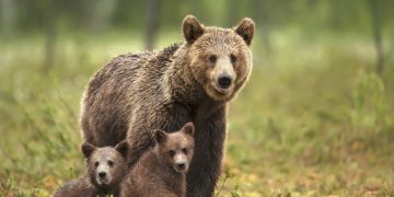 O ursoaică cu doi pui și-a făcut apariția în Fieni. A fost emis mesaj RO-ALERT