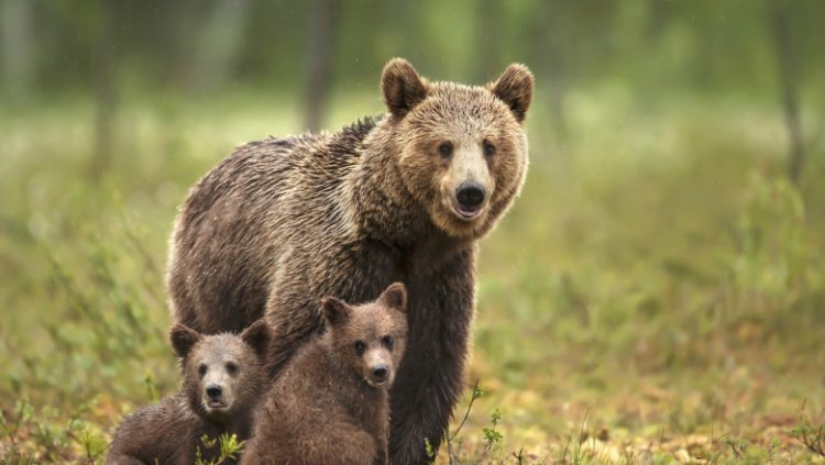 O ursoaică cu doi pui și-a făcut apariția în Fieni. A fost emis mesaj RO-ALERT