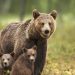 O ursoaică cu doi pui și-a făcut apariția în Fieni. A fost emis mesaj RO-ALERT