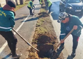 Mai mult de 1000 de arbori gata de plantare în Târgoviște