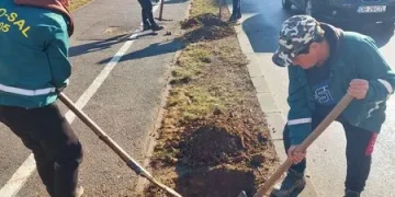 Mai mult de 1000 de arbori gata de plantare în Târgoviște