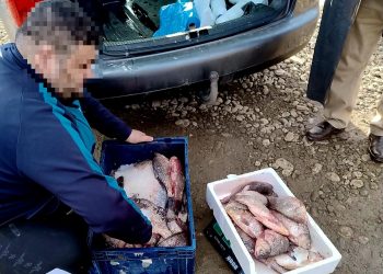 Peste 80 kg de pește, confiscate de către jandarmii dâmbovițeni pe o stradă din Ghirdoveni